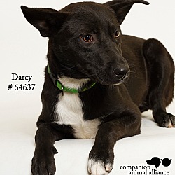 Thumbnail photo of Darcy  (Foster) #3
