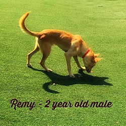 Thumbnail photo of Remy (fostered in Texas) #4