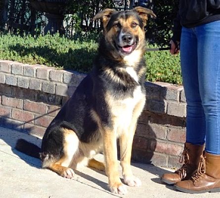 Lathrop Ca Shepherd Unknown Type Meet Zeppelin A Pet For Adoption