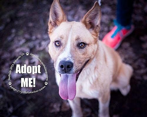 Richmond Va Shiba Inu Meet Margot A Pet For Adoption