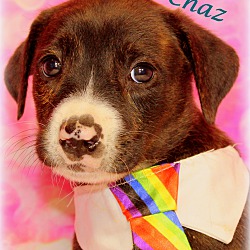 Thumbnail photo of Chaz~adopted! #2