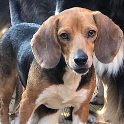 Thumbnail photo of Beagle #3