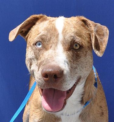 Pagosa Springs, CO - Catahoula Leopard Dog/American Pit Bull Terrier