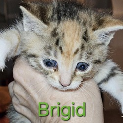 Photo of Brigid