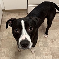 adopt a pet