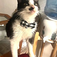 adopt a pet