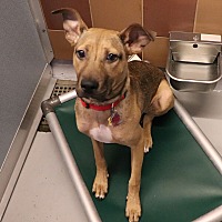 adopt a pet