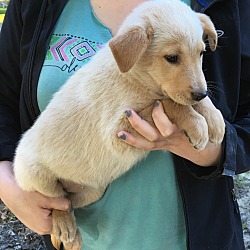 Thumbnail photo of Lilith- mom is purebred Golden #2
