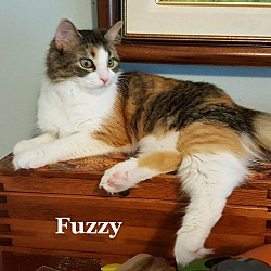 Thumbnail photo of Fuzzy #2