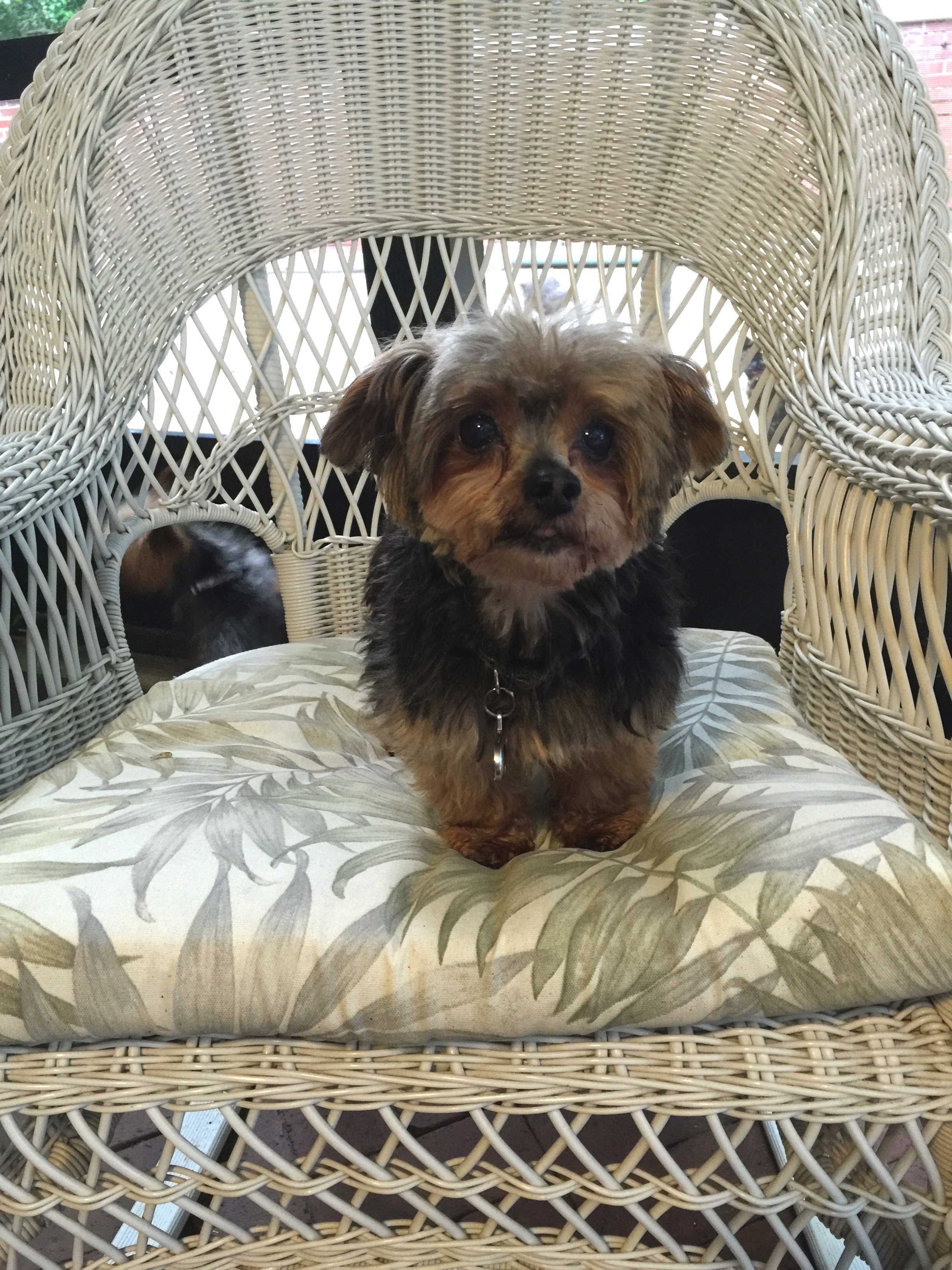 Leesburg Fl Yorkie Yorkshire Terrier Meet Mookie A Pet For Adoption