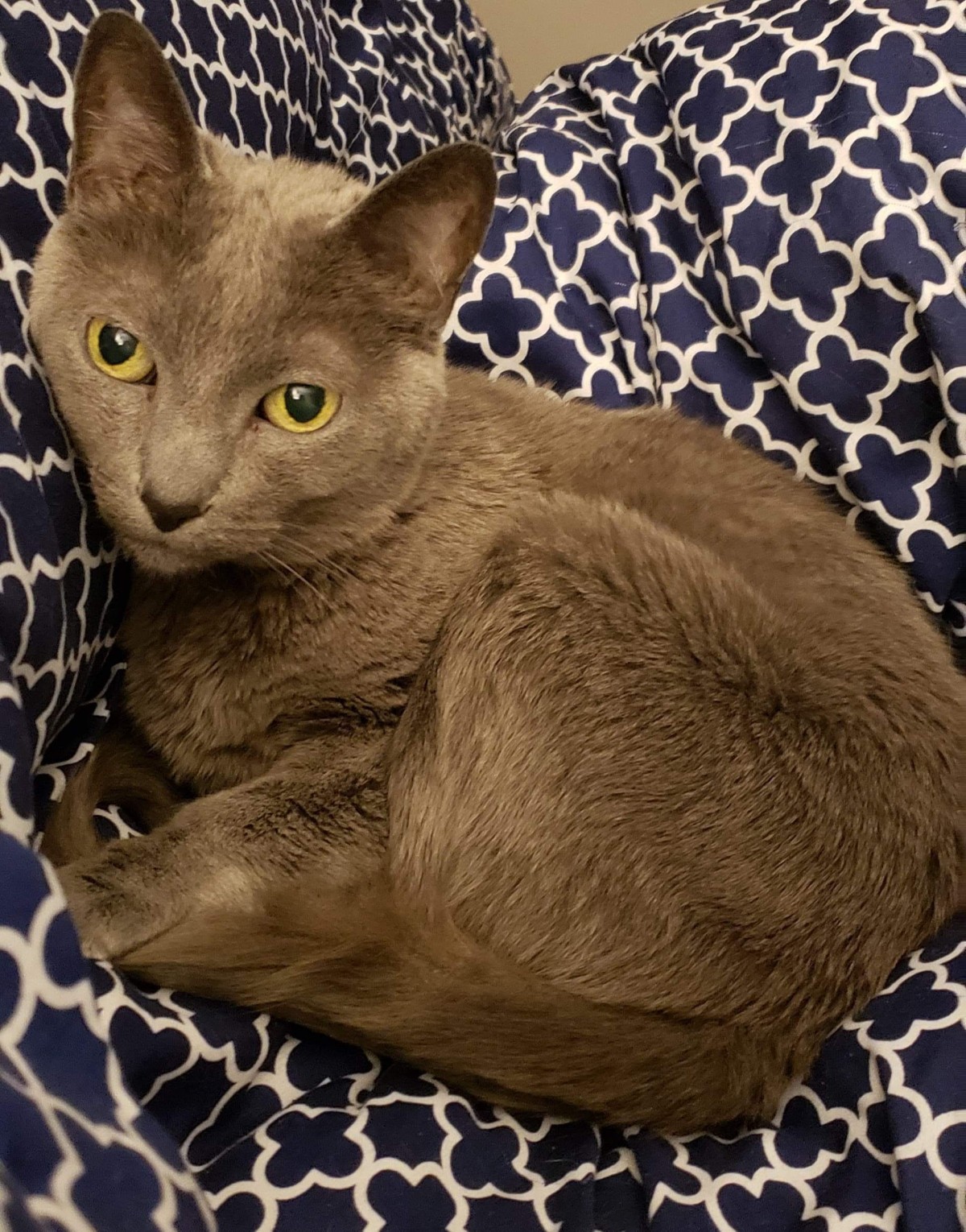short haired tabby russian blue