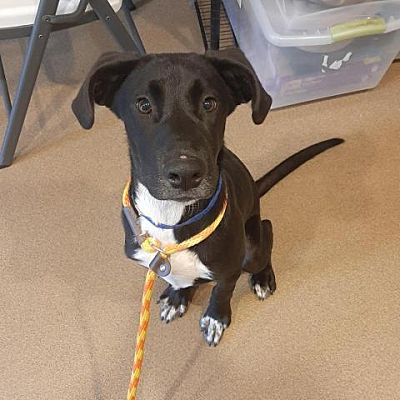 Chattanooga, TN - Labrador Retriever. Meet Hamboney a Pet for Adoption ...