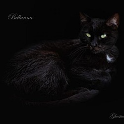 Thumbnail photo of Bellana #2