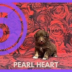Thumbnail photo of Pearl Hart #3