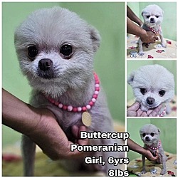 Photo of Buttercup from Korea