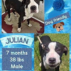 Thumbnail photo of JULIAN #2