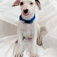 adopt a pet