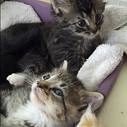 Thumbnail photo of Kittens Galore #3