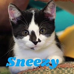 Thumbnail photo of Sneezy #3
