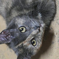 Cats Bridge To Rescue In Trevose Pennsylvania