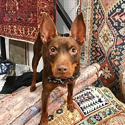 Photo of Pedro