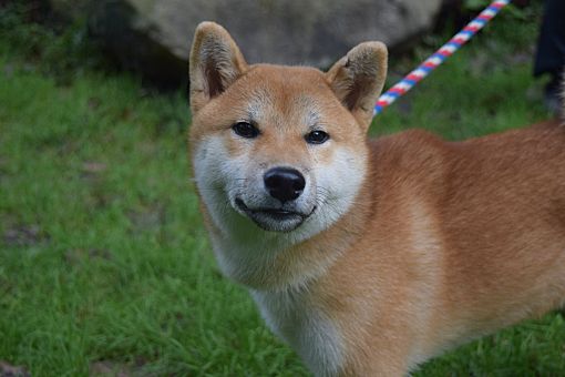 Phillipsburg, NJ - Shiba Inu. Meet Shiba a Pet for Adoption - AdoptaPet.com