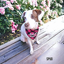 Thumbnail photo of Spud #1