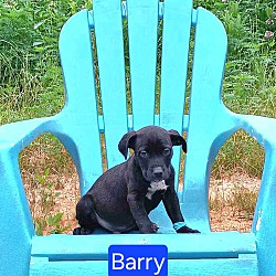 Photo of Barry