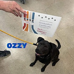 Thumbnail photo of Ozzy (Cross Post) #4