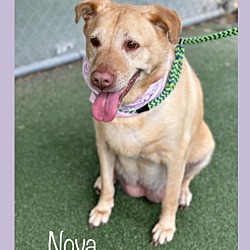 Thumbnail photo of NOVA #4