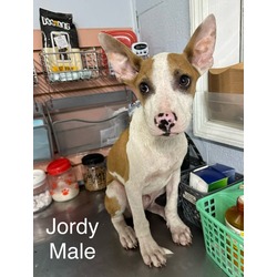 Thumbnail photo of Jordy #3