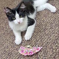 adopt a pet
