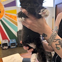 adopt a pet