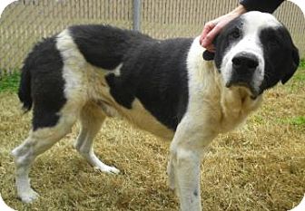 great pyrenees bluetick coonhound mix