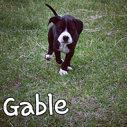 Photo of Gabel