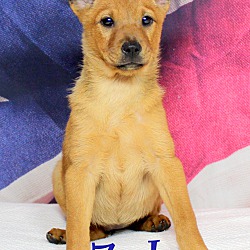 Thumbnail photo of Zola~adopted! #3