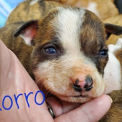 Thumbnail photo of Xorro #2