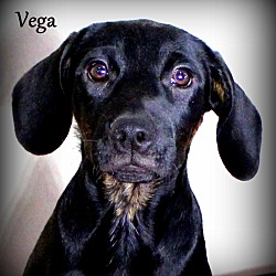 Thumbnail photo of Vega ~ meet me! #3