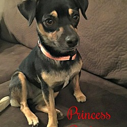 Thumbnail photo of Princess Pookie pending adoption #4