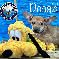 Thumbnail photo of Donald #2