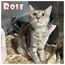 Photo of Rose - BARN CAT