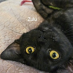 Thumbnail photo of Zulu #2