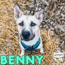 Thumbnail photo of Benny #1