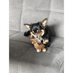 Thumbnail photo of Snickers #3