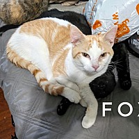 adopt a pet