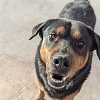 adopt a pet