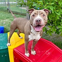 adopt a pet