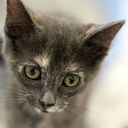 Thumbnail photo of Lap kitty Savannah #4