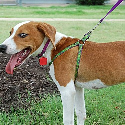 Thumbnail photo of Daisy Beagle #4