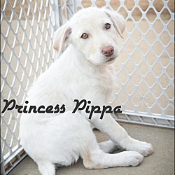 Thumbnail photo of Princess Pippa #1